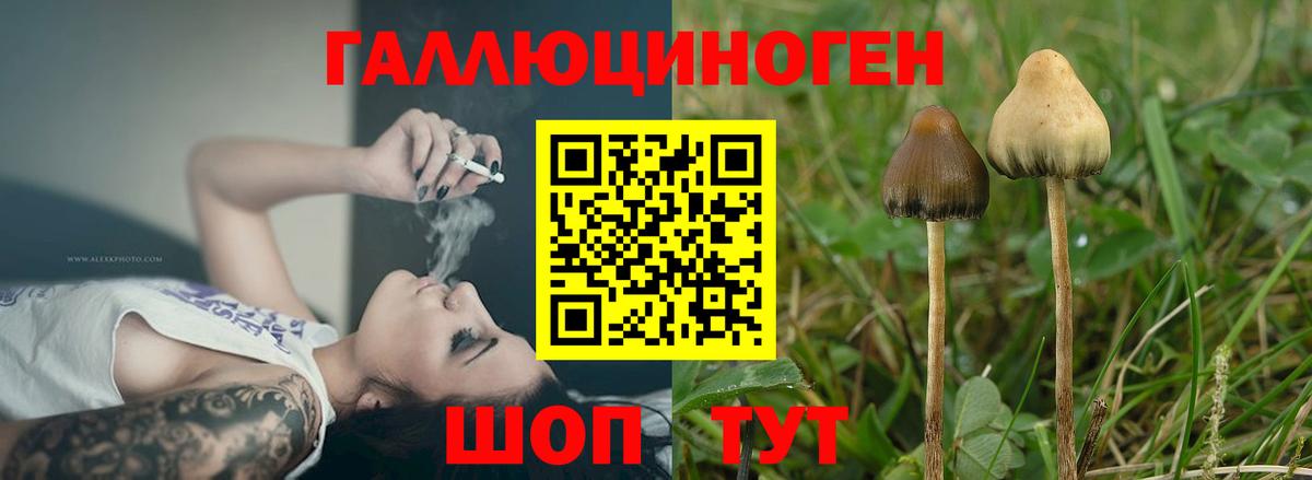 Галлюциногенные грибы Psilocybine cubensis  Вход с VPN  Галлюциногенные грибы прущие грибы  Чистополь 